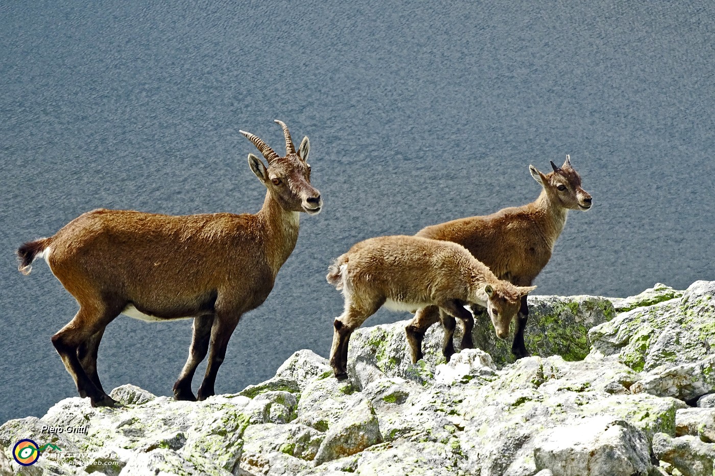 53 Stambecchi femmina con i piccoli sopra il Lago Moro.JPG -                                